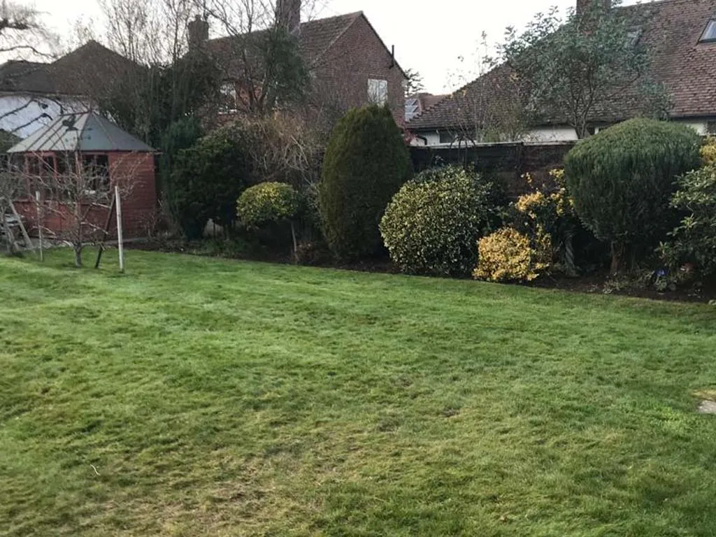 grass
