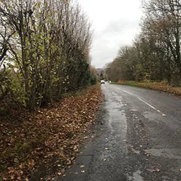 trees by a road