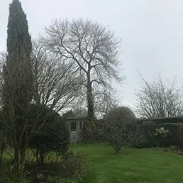 large trees
