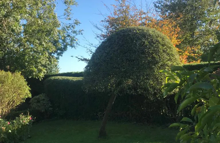 dome tree