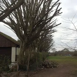 a row of cut trees