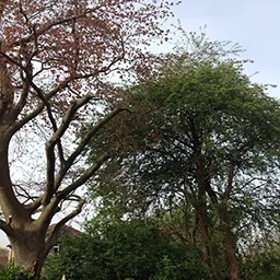 trees in a garden