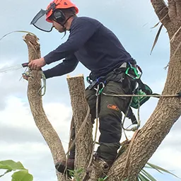 man in a tree