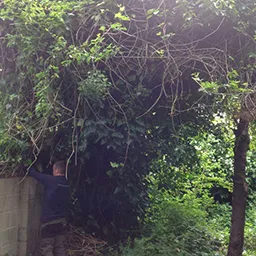man in a garden