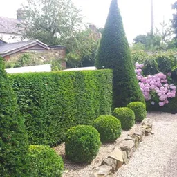 landscaped garden