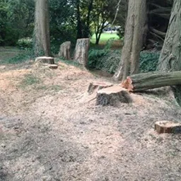 cut trees