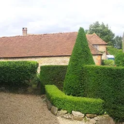 topiary