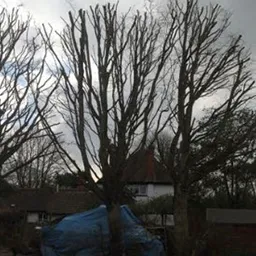 pollarded tree