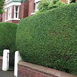 trimmed hedge