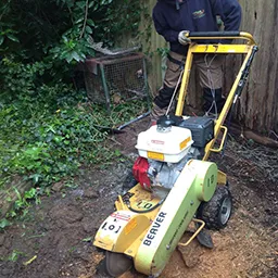man removing a tree stump