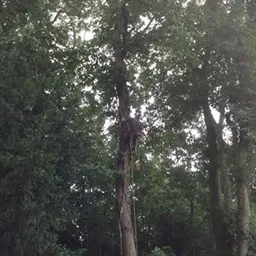 a man up a tree