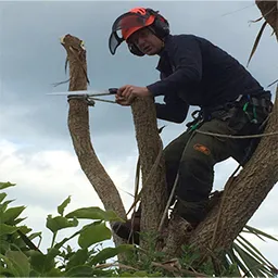 a man cutting a tree