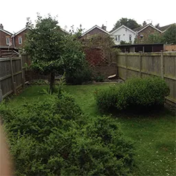 hedge in a garden