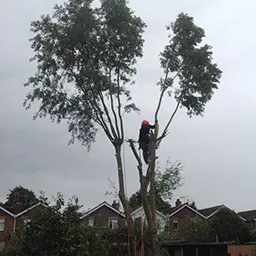 tree surgeon in a tree