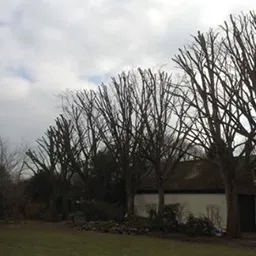 trees being cut down