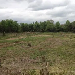 cleared land
