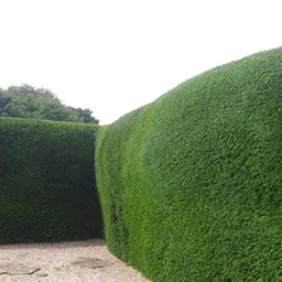 sculpted hedge